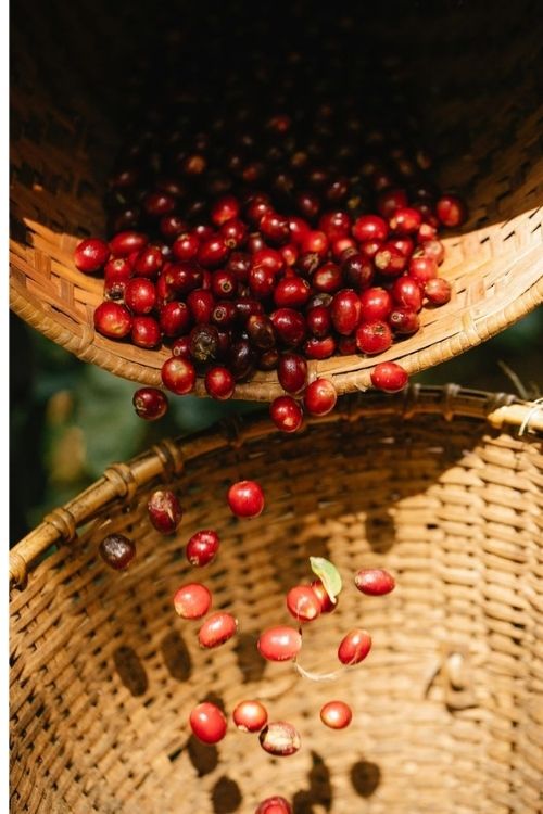 Roasted Premium Coffee