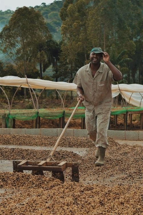 Coffee Maquila Service